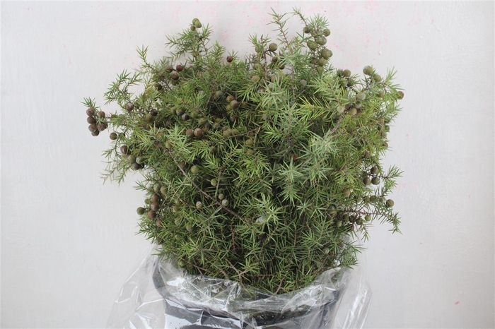 <h4>Jenever Berry 300gr P Bunch</h4>