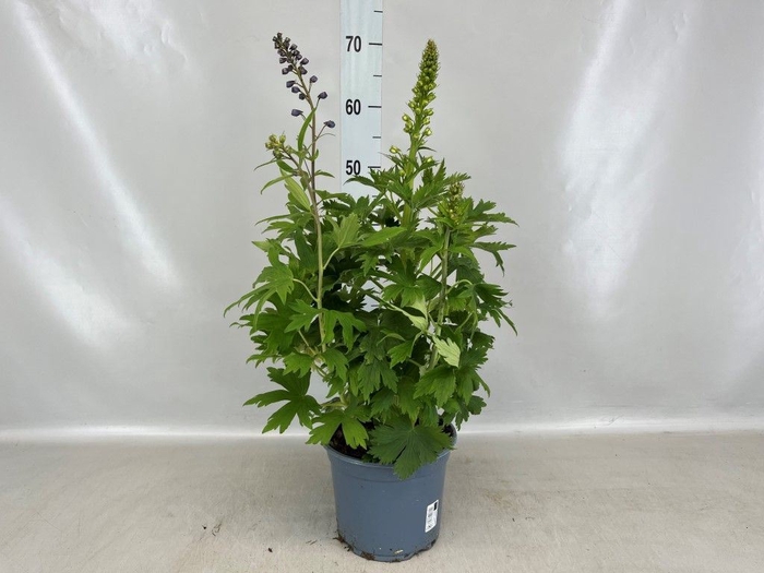 <h4>Delphinium   ...</h4>