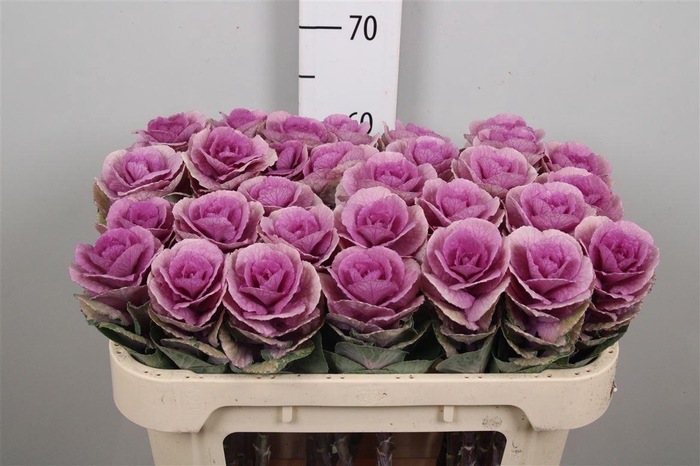 <h4>Brass Empire Olga</h4>