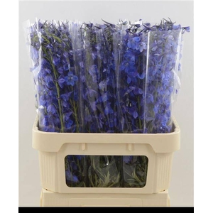 DELPH EN DELDON BLUE