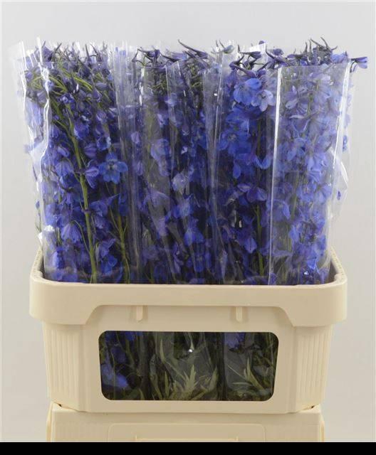 <h4>DELPH EN DELDON BLUE</h4>