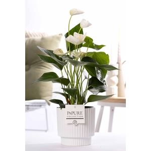 Anthurium white (Elido) in P&PURE Ivy ceramics shiny white