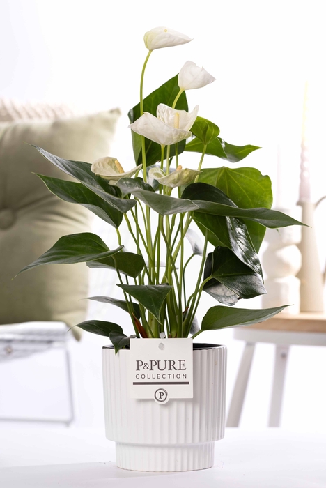 <h4>Anthurium white (Elido) in P&PURE Ivy ceramics shiny white</h4>