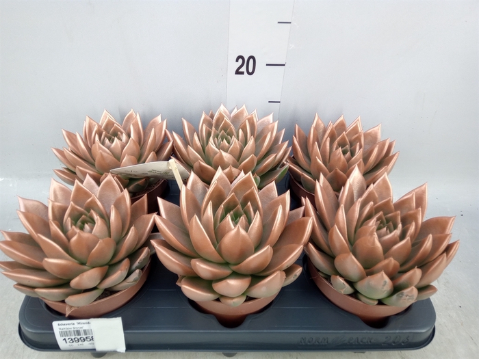 <h4>Echeveria  'Miranda'</h4>