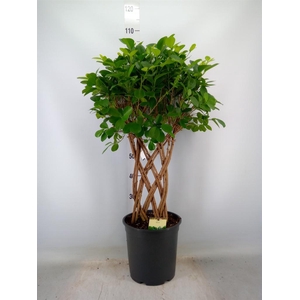 Ficus microcarpa 'Moclame'