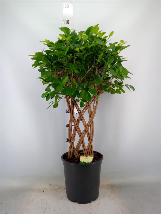 <h4>Ficus microcarpa 'Moclame'</h4>