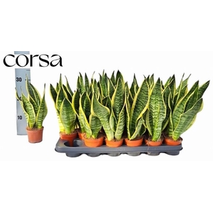 SANSEV FUTURA SUPERB