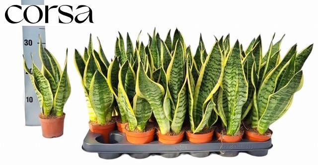 <h4>SANSEV FUTURA SUPERB</h4>