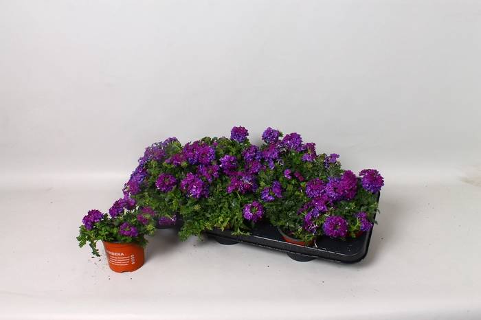 <h4>VERBE MA DARK BLUE</h4>