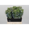 Oxypetalum Tweedia Blue