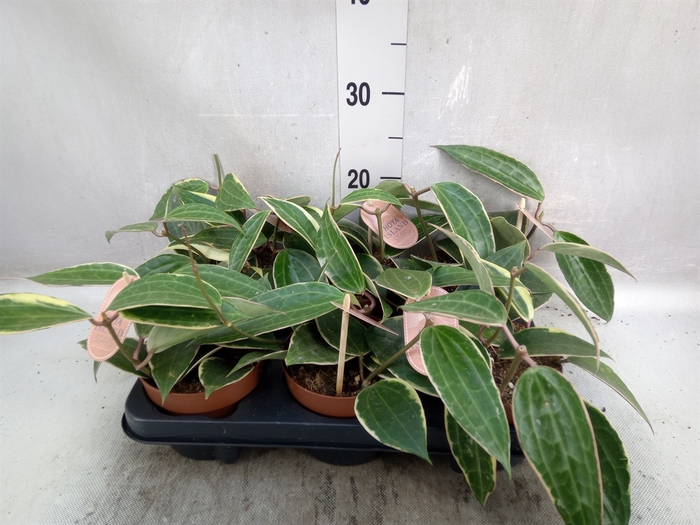 Hoya latifolia 'Albomarginata'