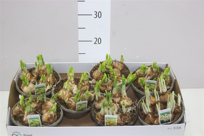 <h4>Narcis Gemengd In Schaaltje 3 Soorten</h4>