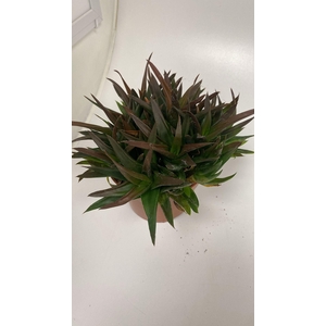 Haworthia Pentagona