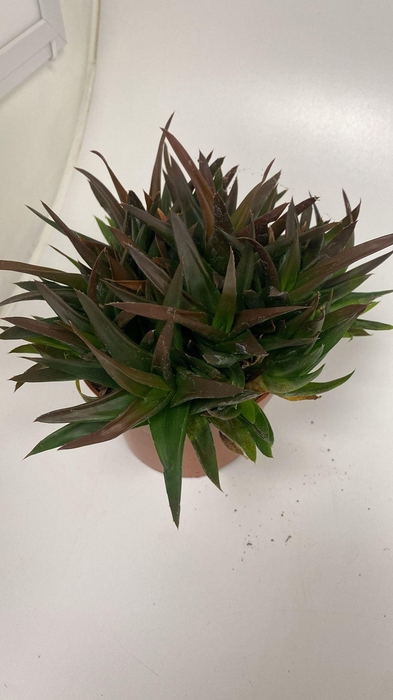<h4>Haworthia Pentagona</h4>
