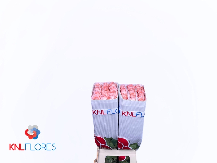 <h4>R GR ENGAGEMENT</h4>