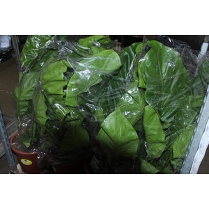 ANTHURIUM PLOWMANII P30