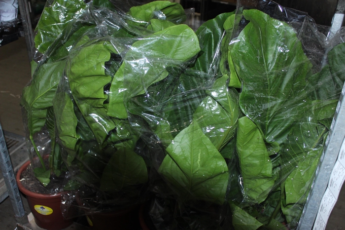 ANTHURIUM PLOWMANII P30