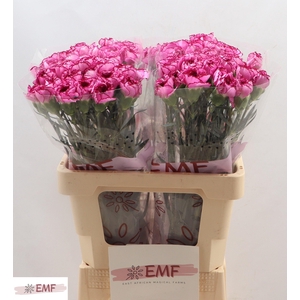 DI ST ROYAL DAMASCUS