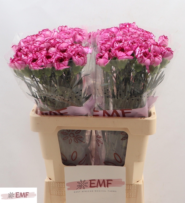 <h4>DI ST ROYAL DAMASCUS</h4>