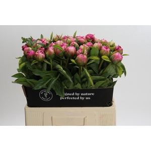 Paeonia Early Flamingo
