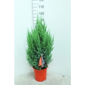 Juniperus chinensis 'Stricta'