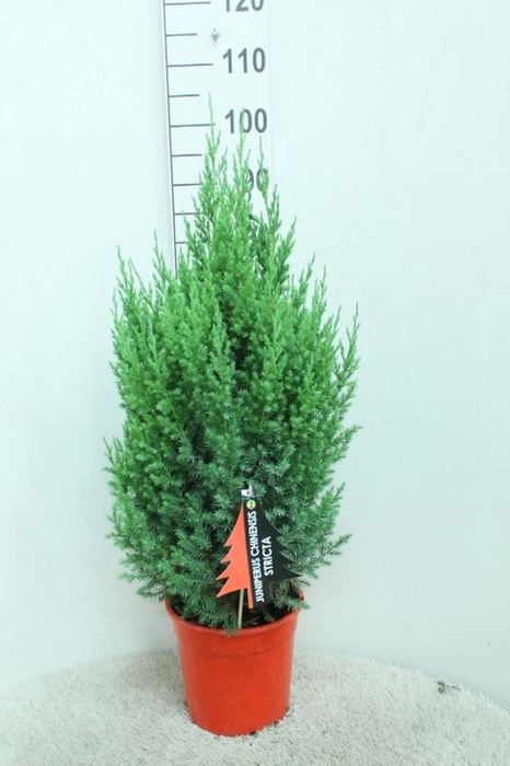 <h4>Juniperus chinensis 'Stricta'</h4>