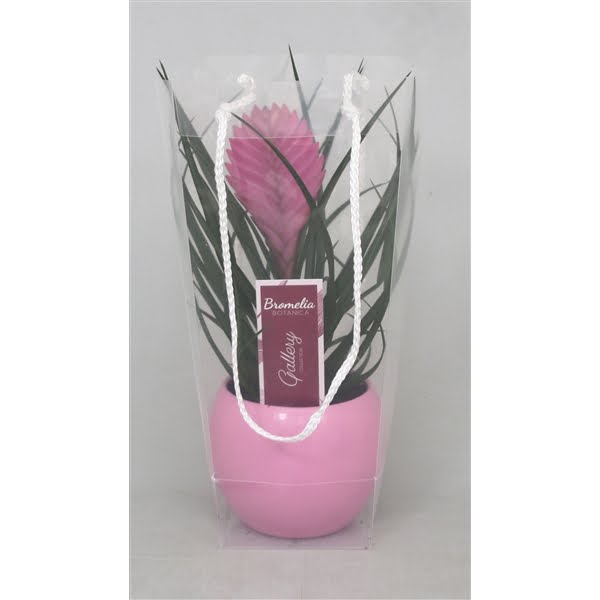 <h4>Tillandsia cyanea 'Anita' in roze bolpot in blanco draagtas</h4>