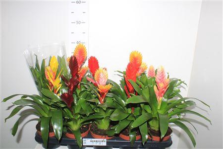 <h4>Vries Gem 5 Srt</h4>