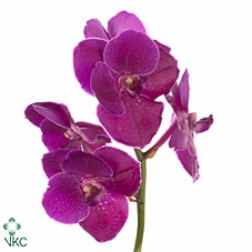 Vanda Sumathi Magic Fuchsia