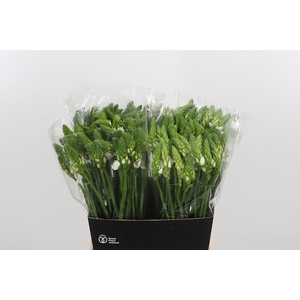 Ornithogalum T Mount Fuji