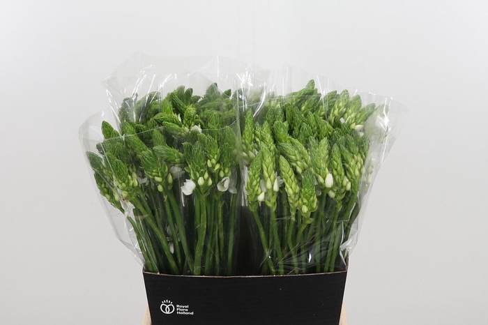 <h4>Ornithogalum T Mount Fuji</h4>