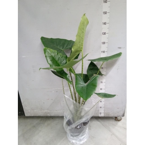 Alocasia zebrina