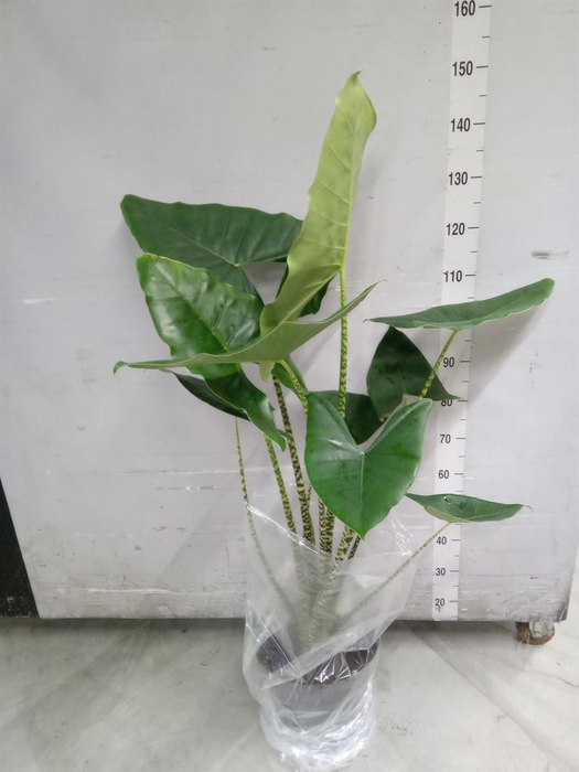 <h4>Alocasia zebrina</h4>