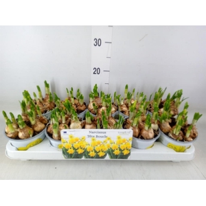 Narcissus DU 'Tete Boucle'