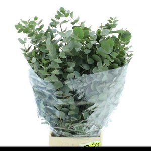 EUC CINEREA PER BOS