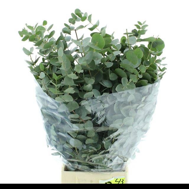 <h4>EUC CINEREA PER BOS</h4>