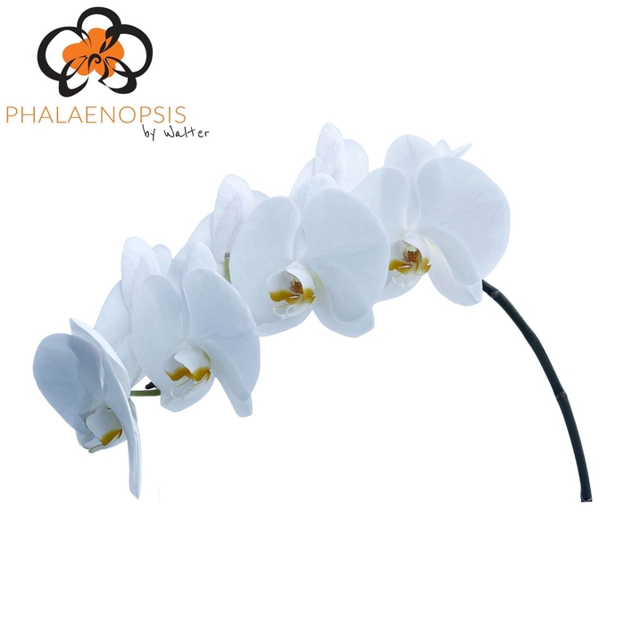 <h4>Phal Alba Royale 7-9</h4>