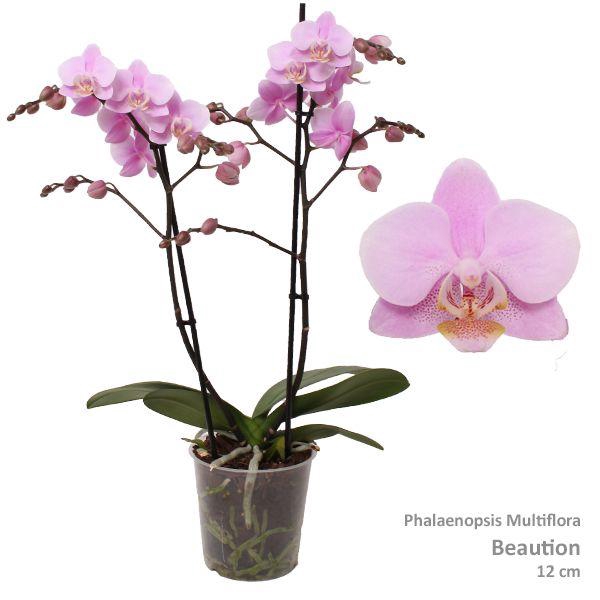 <h4>Phal. Multiflora "Beaution" 2-tak</h4>