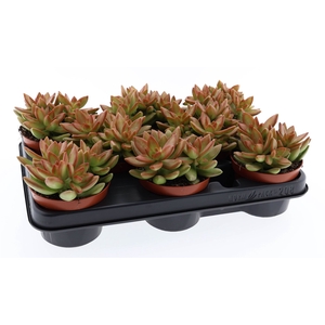 Sedum   ...