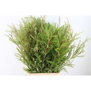 Grevillea Ivanhoe 90cm