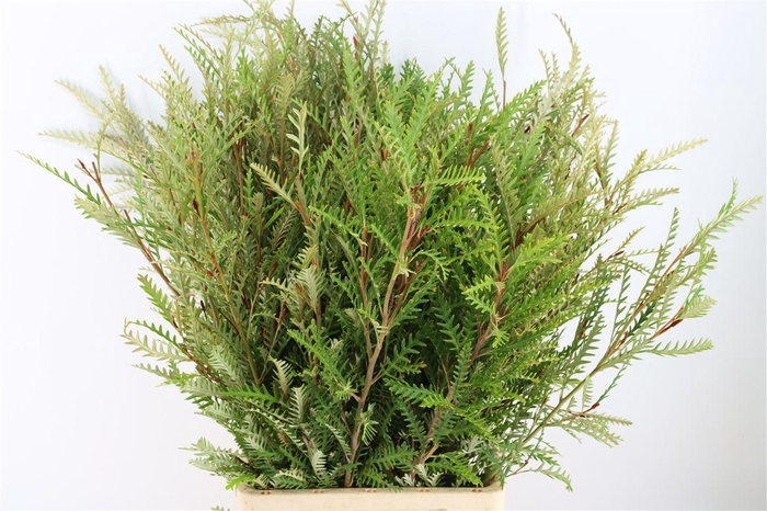 <h4>Grevillea Ivanhoe</h4>