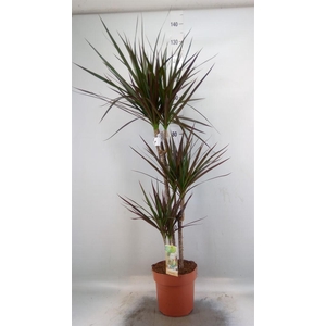 Dracaena marg. 'Magenta'
