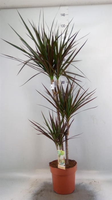 <h4>Dracaena marg. 'Magenta'</h4>
