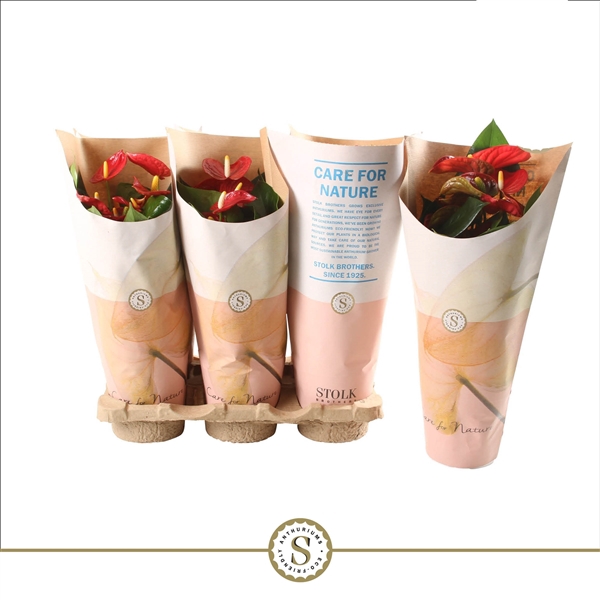 <h4>Anthurium Red Champion in papieren hoes</h4>
