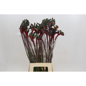 Anigozanthos Royal Cheer