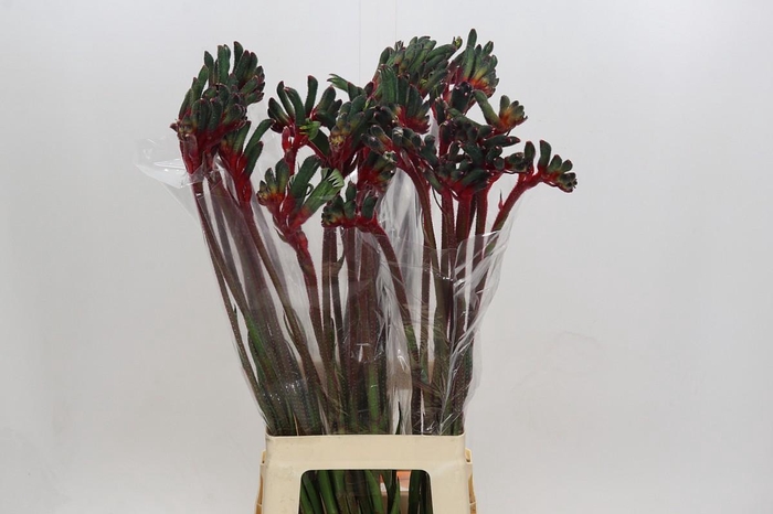 <h4>Anigozanthos Royal Cheer</h4>