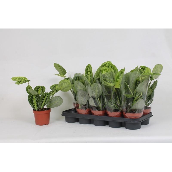 <h4>MARANTA LEMON</h4>
