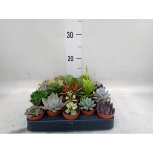 Succulents   ...