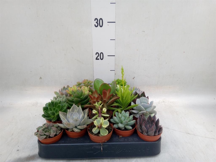 <h4>Succulents   ...</h4>
