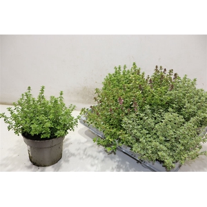 arr8 Thym Citriodorus